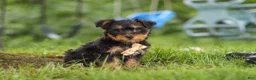 Yochon dogs for sale: Landon - Ad 3
