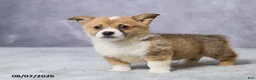 Welsh Corgi Pembroke dogs for sale: Axel - Ad 5