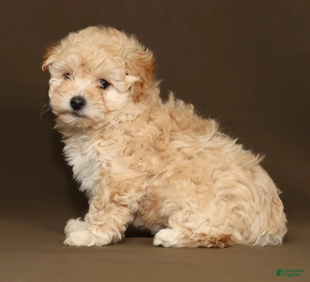 Bichpoo dogs for sale: Bailey - Ad 3