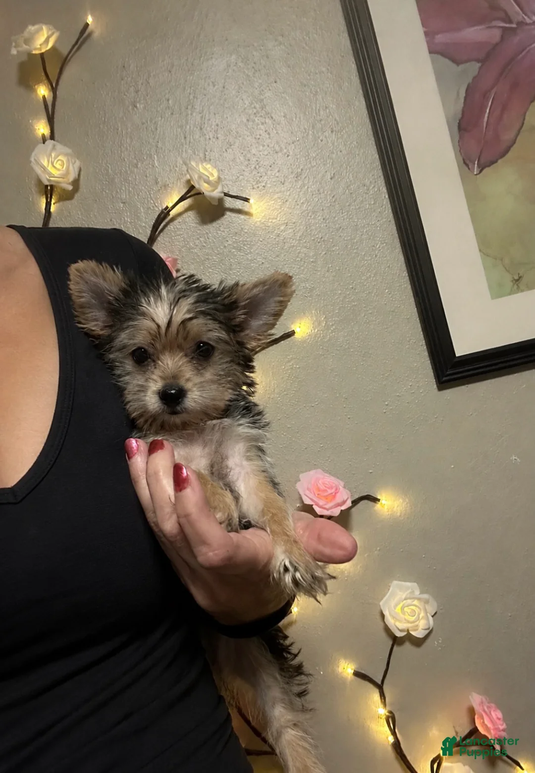 Morkie dogs for sale: Angel - small ! Tiny toy 🧸  - Ad 1