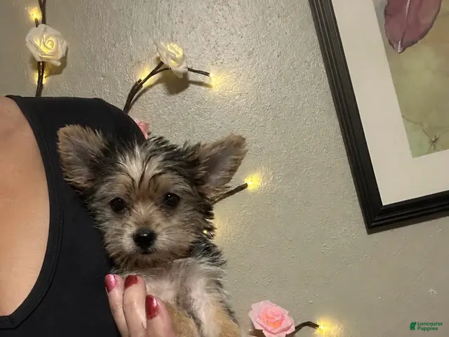 Morkie dogs for sale: Angel - small ! Tiny toy 🧸 - Ad 40