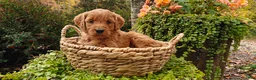 Goldendoodle dogs for sale: Cinnamon - Ad 5