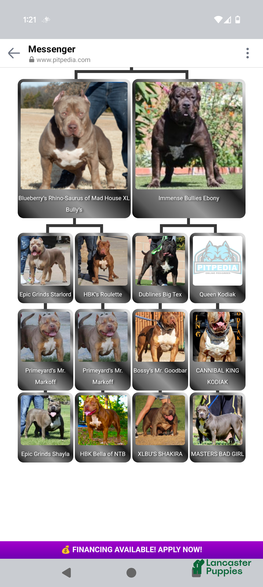 American Bully dogs for sale: American Bully Puppy 3 - Ad 7