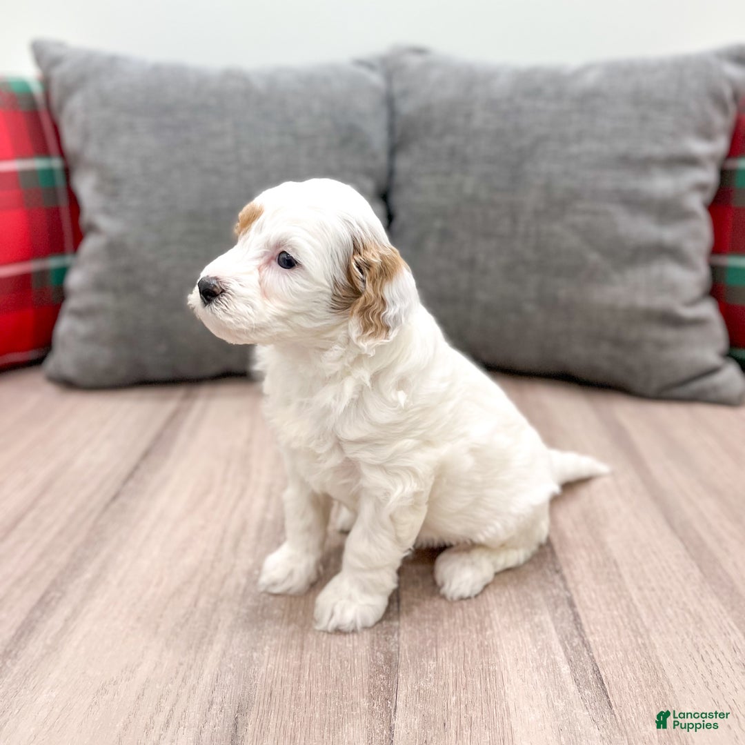 Mini Goldendoodle dogs for sale: Isabella - Ad 4