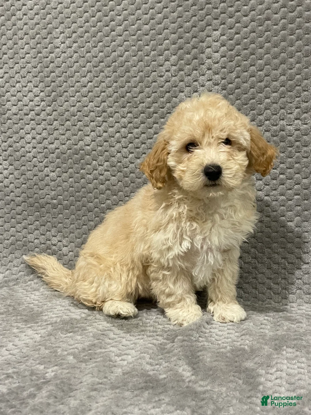 Bichpoo dogs for sale: Frankie - Ad 1
