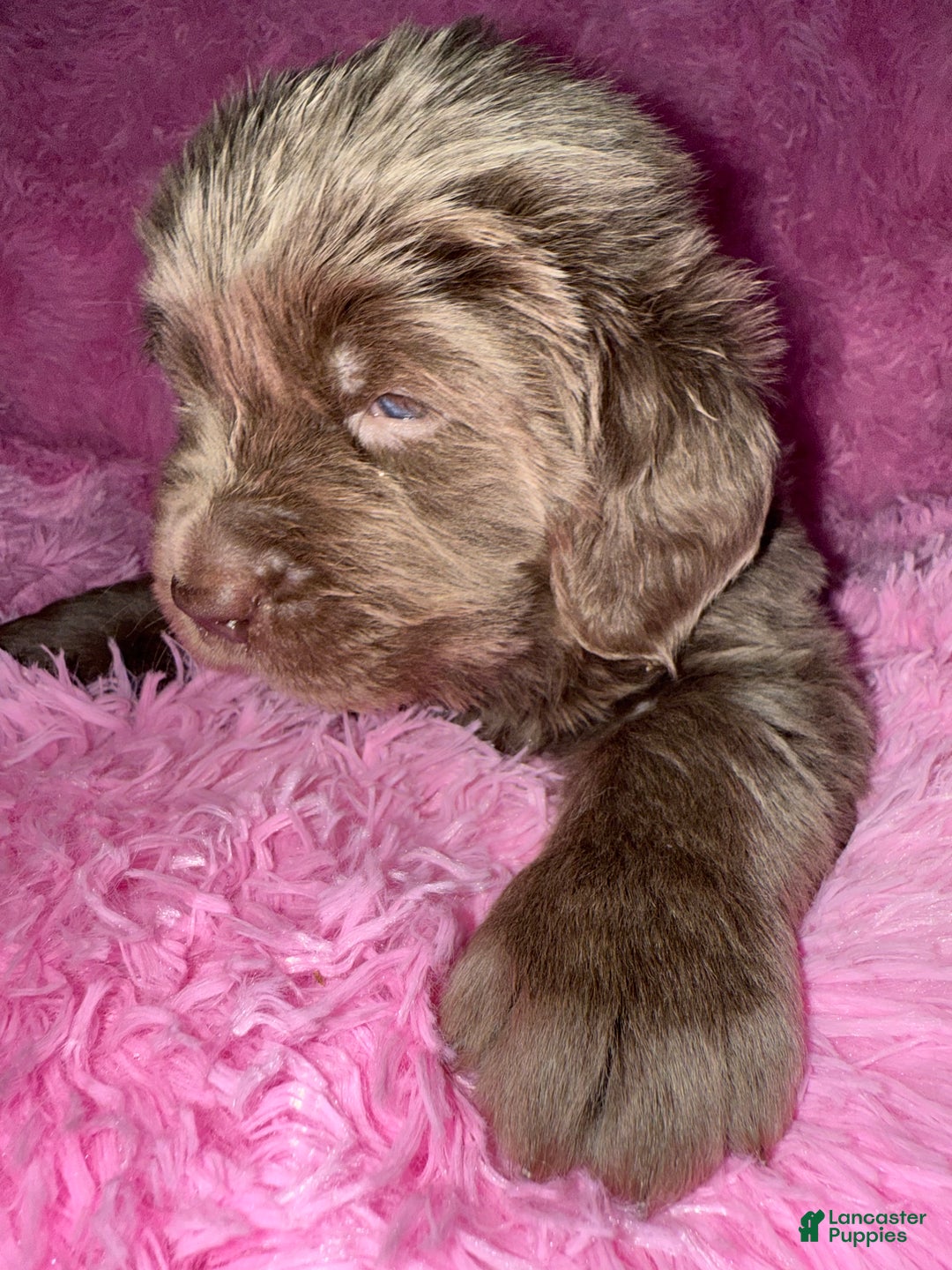 Newfoundland dogs for sale: Grey female - Ad 4