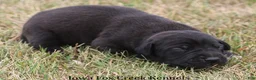 Great Dane dogs for sale: Shadow - Ad 4