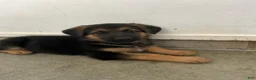 German Shepherd dogs for sale: Stormy Gale - Ad 8