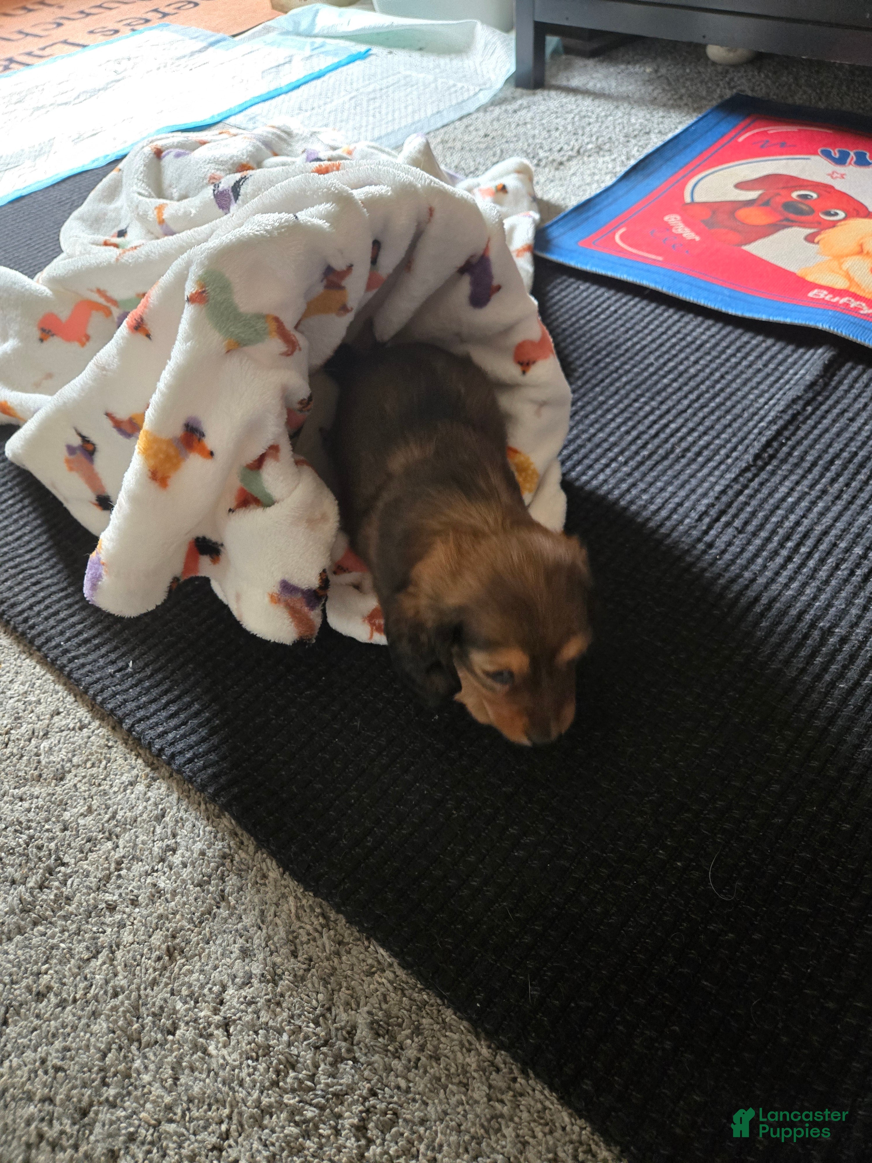 Dachshund dogs Waffles - Ad 42