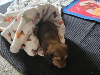 Dachshund dogs Waffles - Ad 39