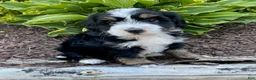 Mini Bernedoodle dogs for sale: Winnie - Ad 1
