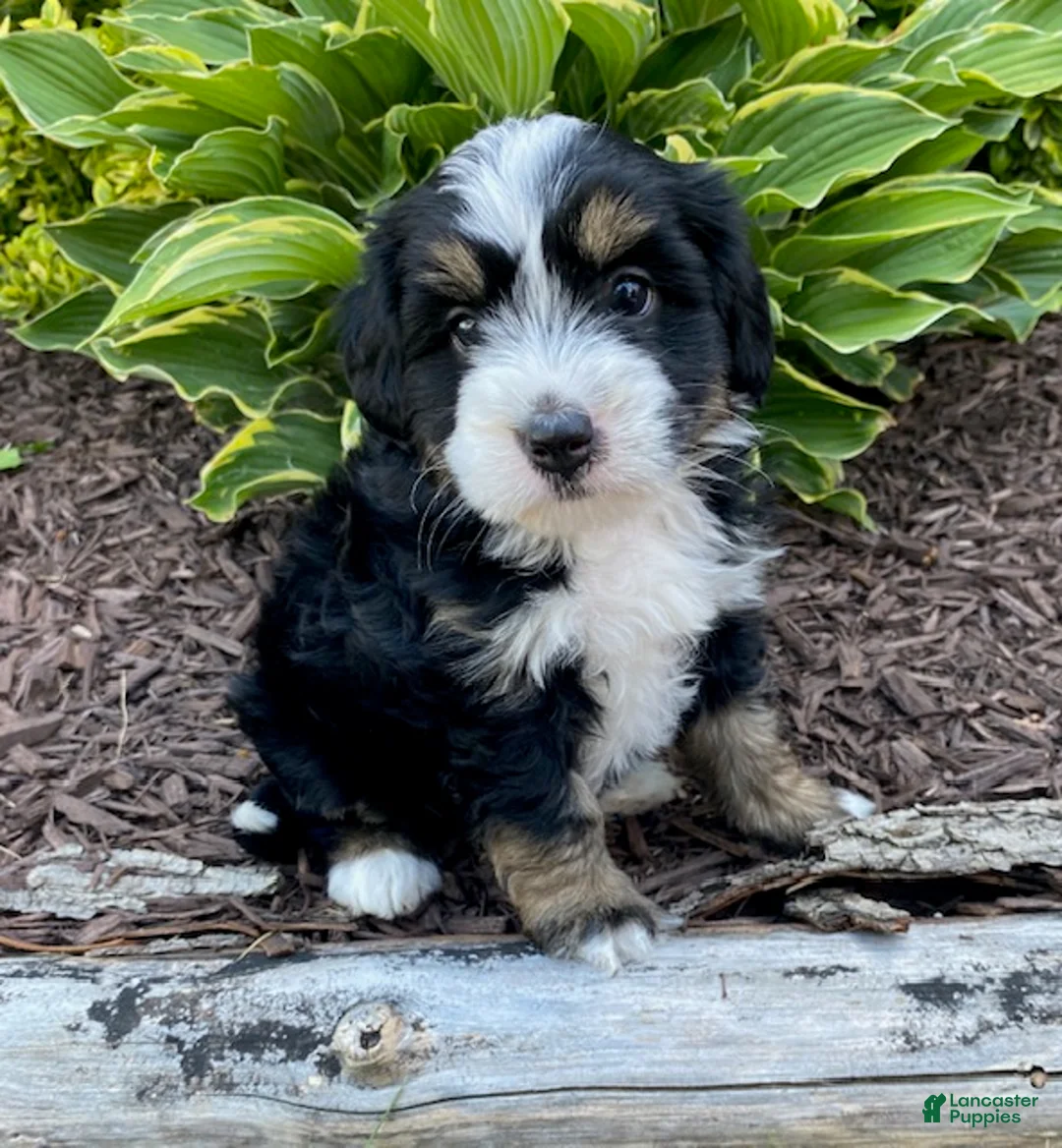 Mini Bernedoodle dogs for sale: Winnie - Ad 1
