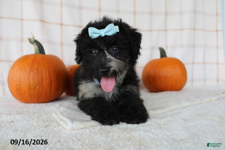 Mini Aussiedoodle dogs Bella - Ad 2
