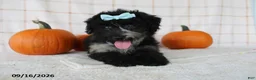 Mini Aussiedoodle dogs for sale: Bella - Ad 2
