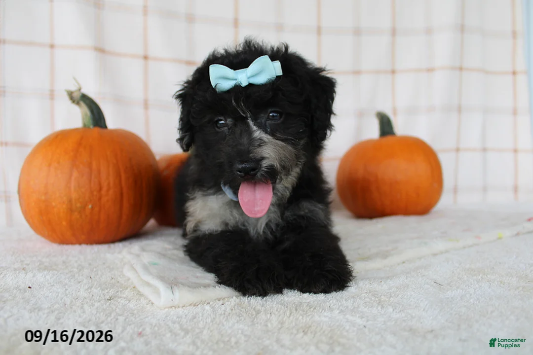 Mini Aussiedoodle dogs for sale: Bella - Ad 2