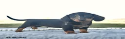 Miniature Dachshund dogs for sale: Prancer  - Ad 1