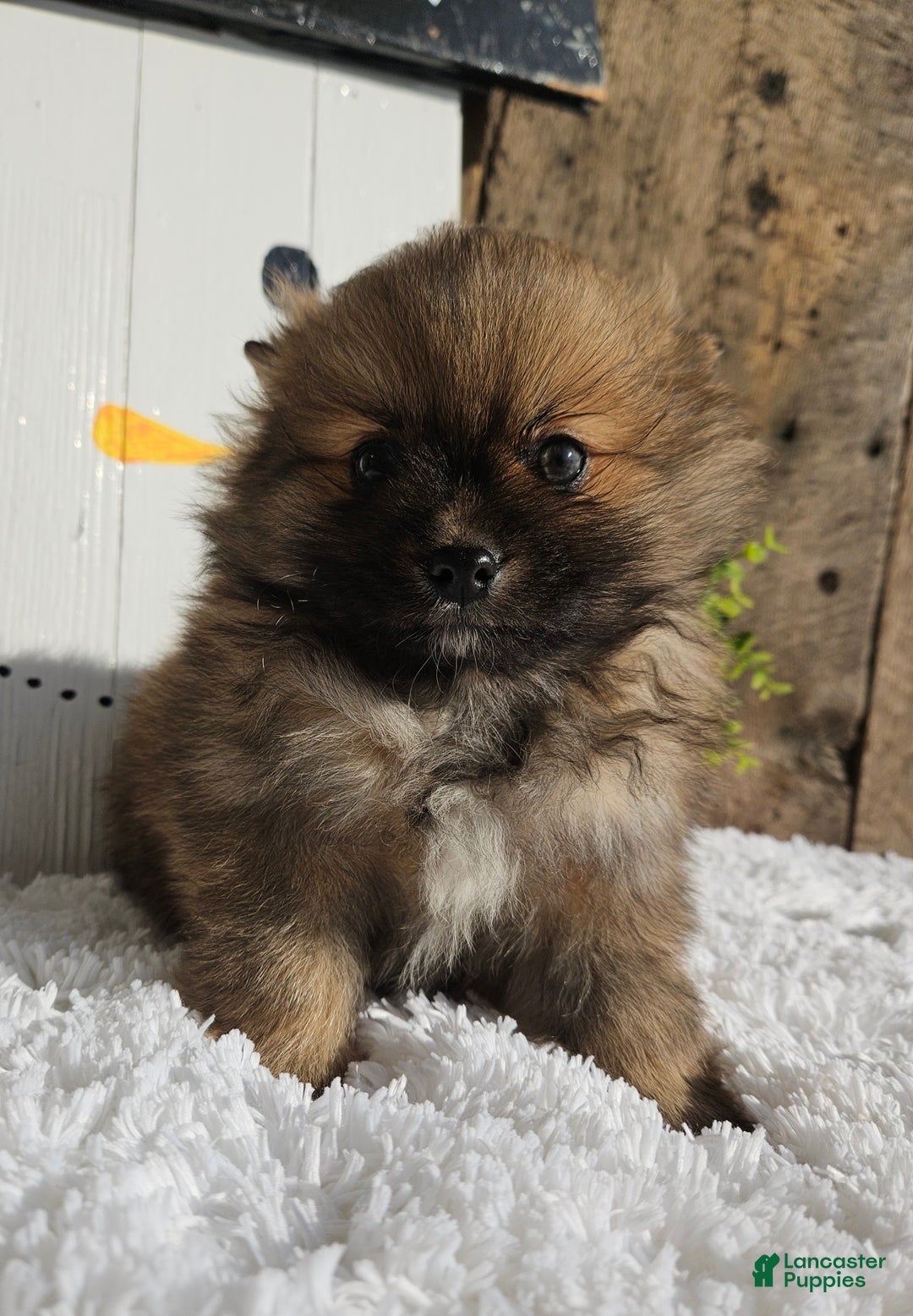 Pomeranian dogs for sale: Tommy - Ad 6