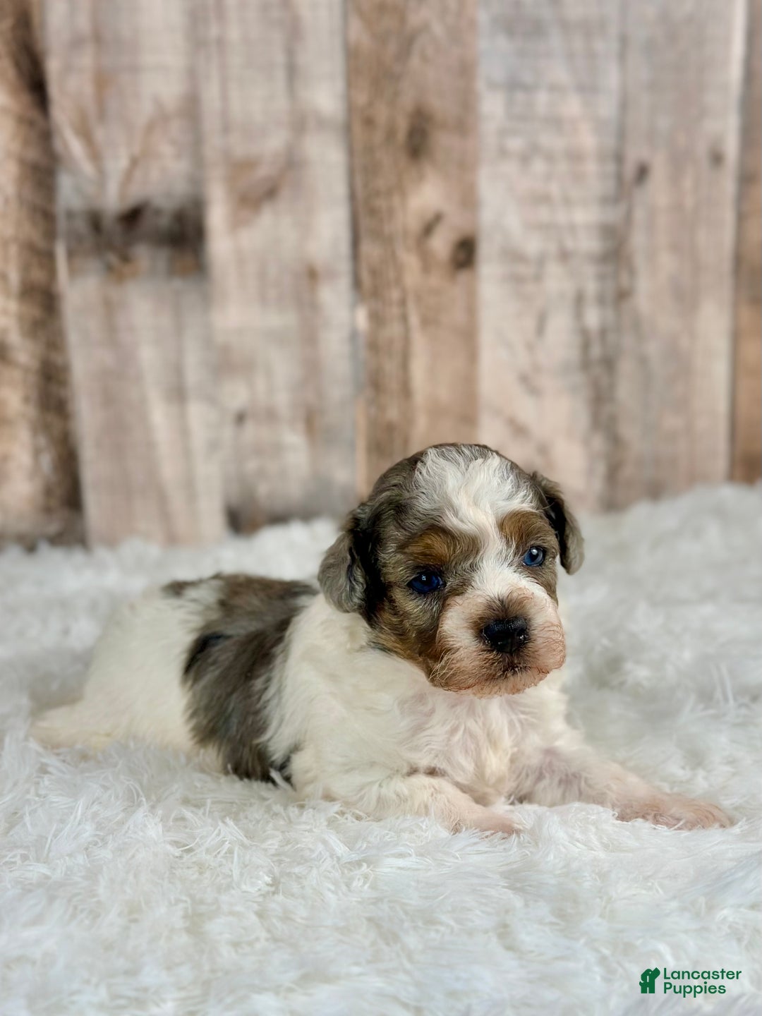 Shihpoo dogs for sale: Boy Shiloh - 0192 - Ad 2