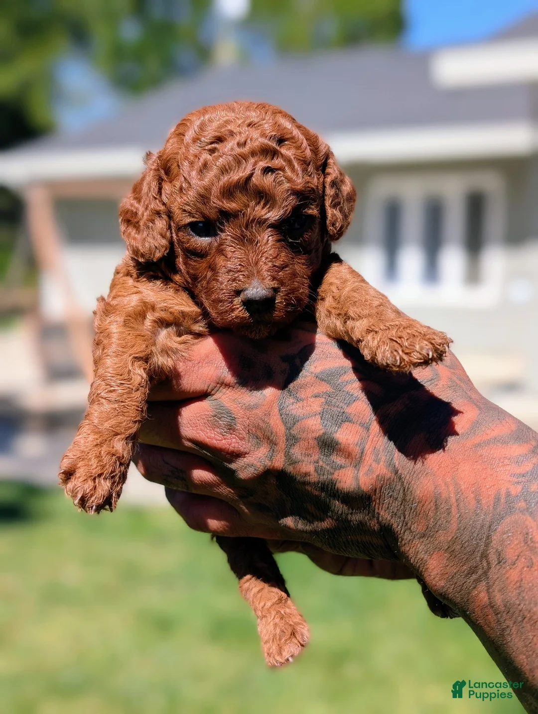 Mixed Breed dogs for sale: Strawberry  - Ad 2