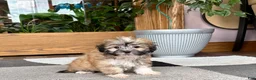 Mixed Breed dogs for sale: Lhasa/Coton male 2 - Ad 7