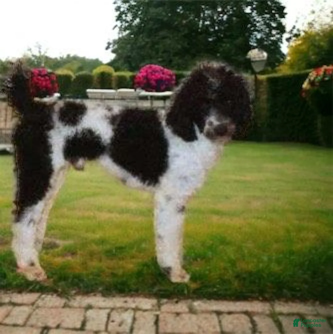 Cavapoo dogs for sale: Baxley - Ad 4