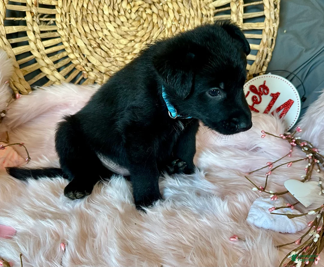 German Shepherd dogs for sale: Clover - Ad 12