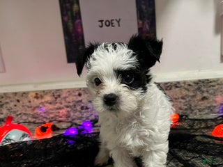 Yorkiepoo dogs - Ad 32