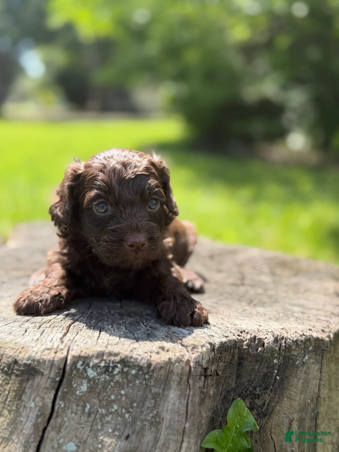 Cockapoo dogs for sale: Nash - Ad 1