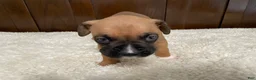 Boxer dogs for sale: Jax - Ad 5