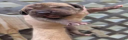 Great Dane dogs for sale: Great Dane 2 - Ad 4