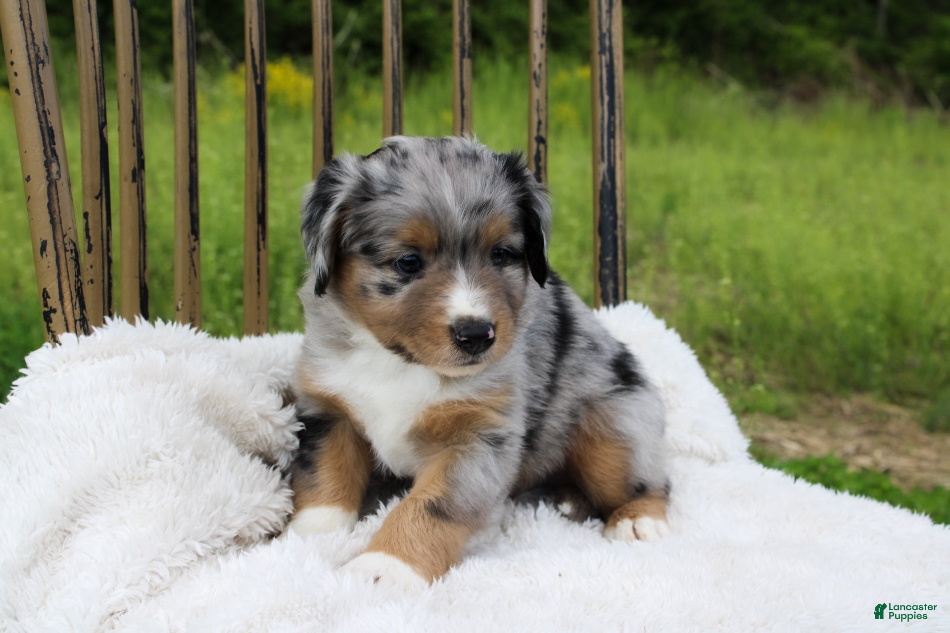 Miniature Australian Shepherd dogs Grady - Ad 1