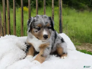 Miniature Australian Shepherd dogs for sale: Grady - Ad 1