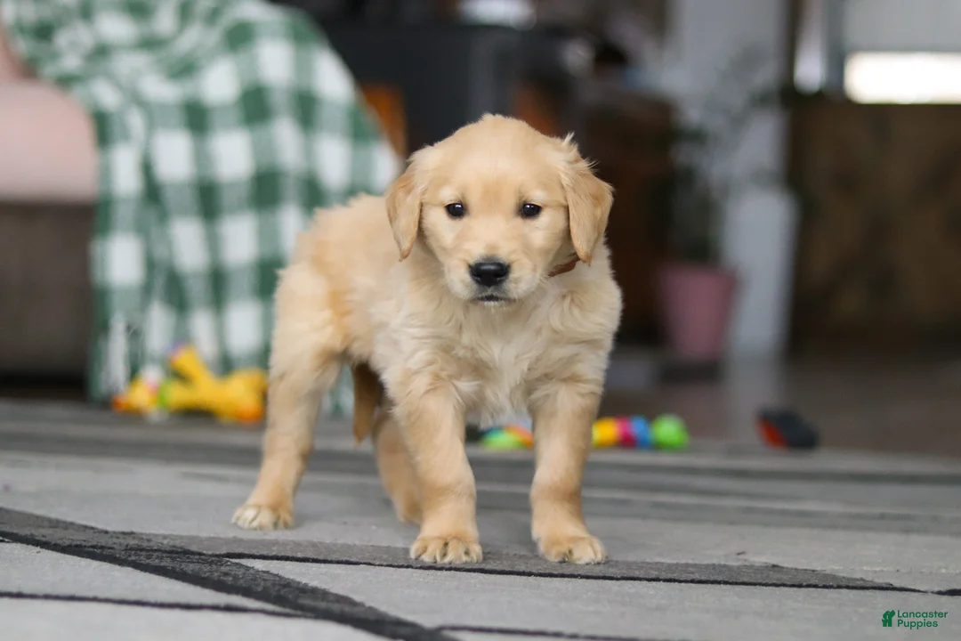 Golden Retriever dogs for sale: Tiger - Ad 4