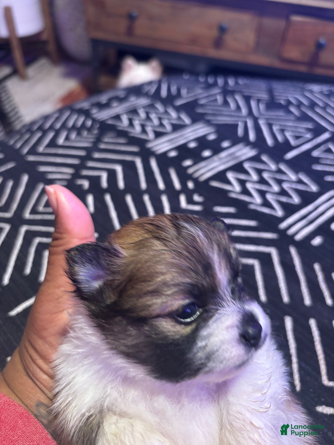 Pomeranian dogs for sale: Sparkles - Ad 7
