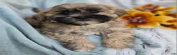 Shihpoo dogs for sale: Toffee - Ad 10