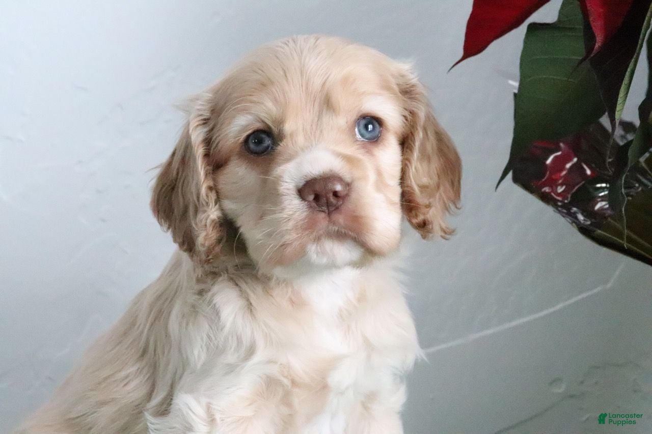 Cocker Spaniel dogs Karter - Ad 28