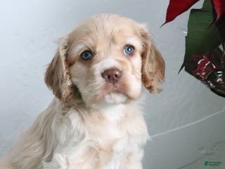 Cocker Spaniel dogs Karter - Ad 28
