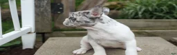 French Bulldog dogs for sale: Amelia (Merle & White) 💙🤍 - Ad 6