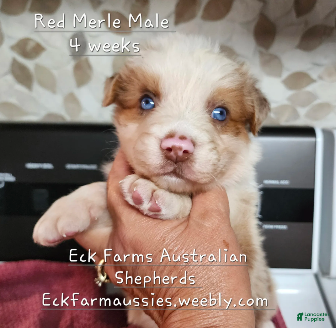 Australian Shepherd dogs for sale: Australian Shepherd Male - Ad 1