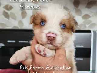 Australian Shepherd dogs Australian Shepherd Male - Ad 3