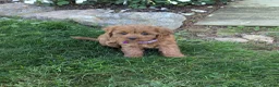 Cavapoo dogs for sale: Willow  - Ad 9