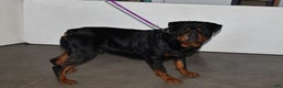 Rottweiler dogs for sale: Bella   - Ad 7