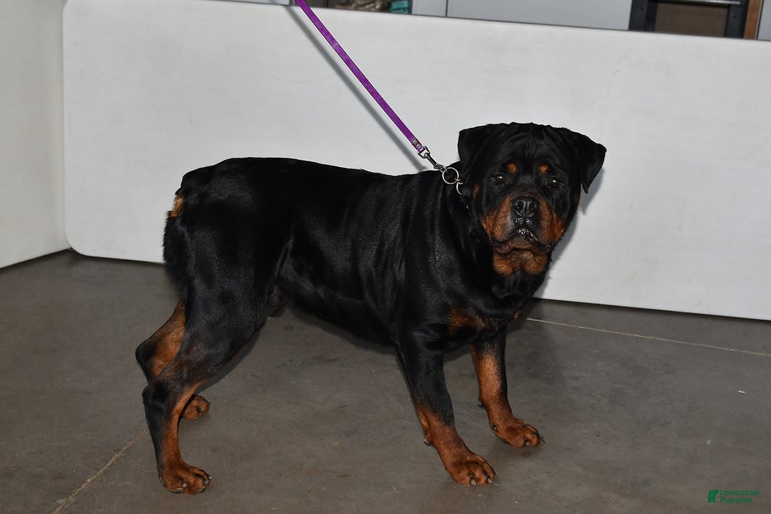 Rottweiler dogs for sale: Bella   - Ad 7