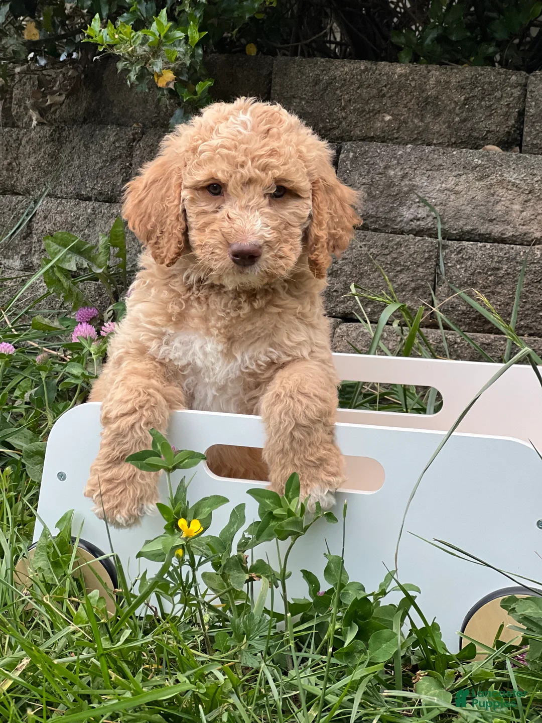 Goldendoodle dogs for sale: Willow /Black - Ad 1