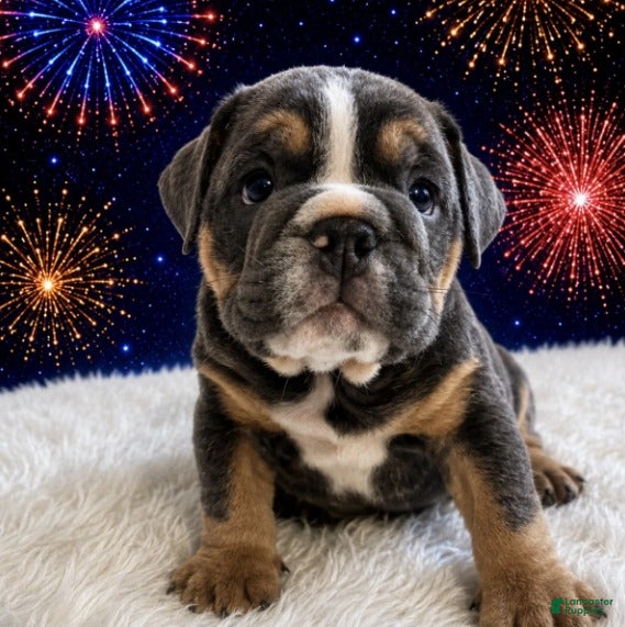 English Bulldog dogs for sale: Tank_Male - Ad 3