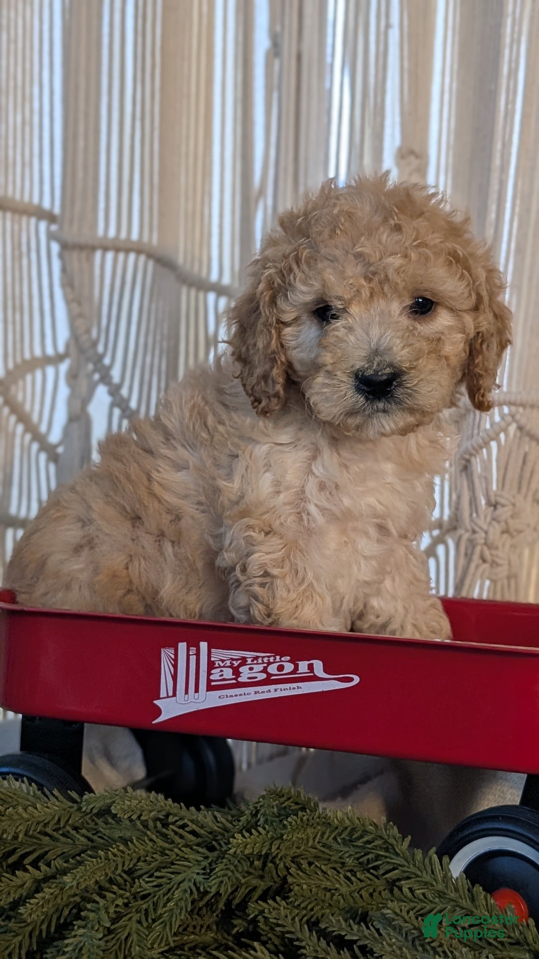Cavapoo dogs for sale: Azzi - Ad 3