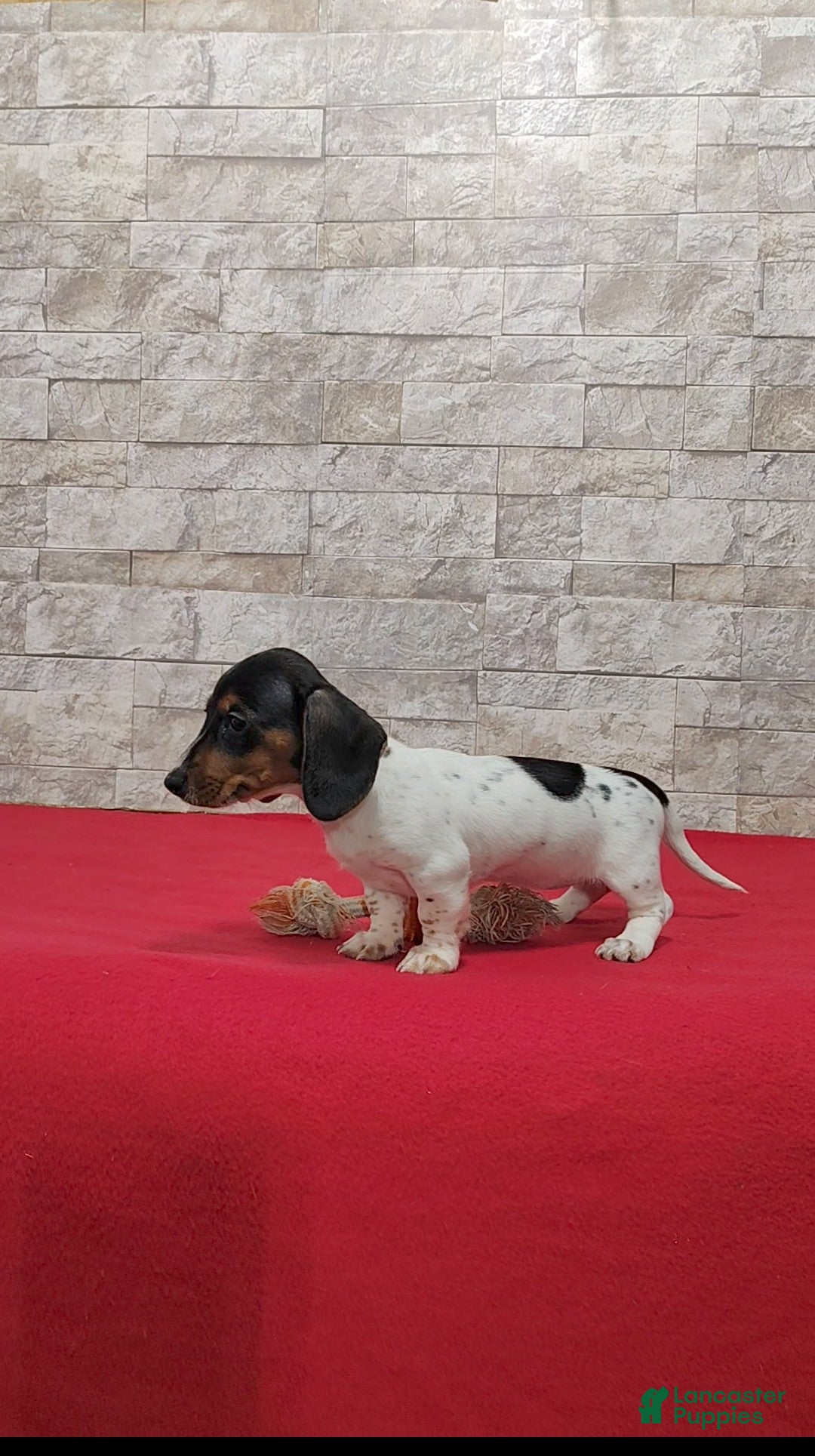 Miniature Dachshund dogs for sale: Sandra - Ad 6