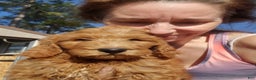 Goldendoodle dogs for sale: Finn - Ad 2