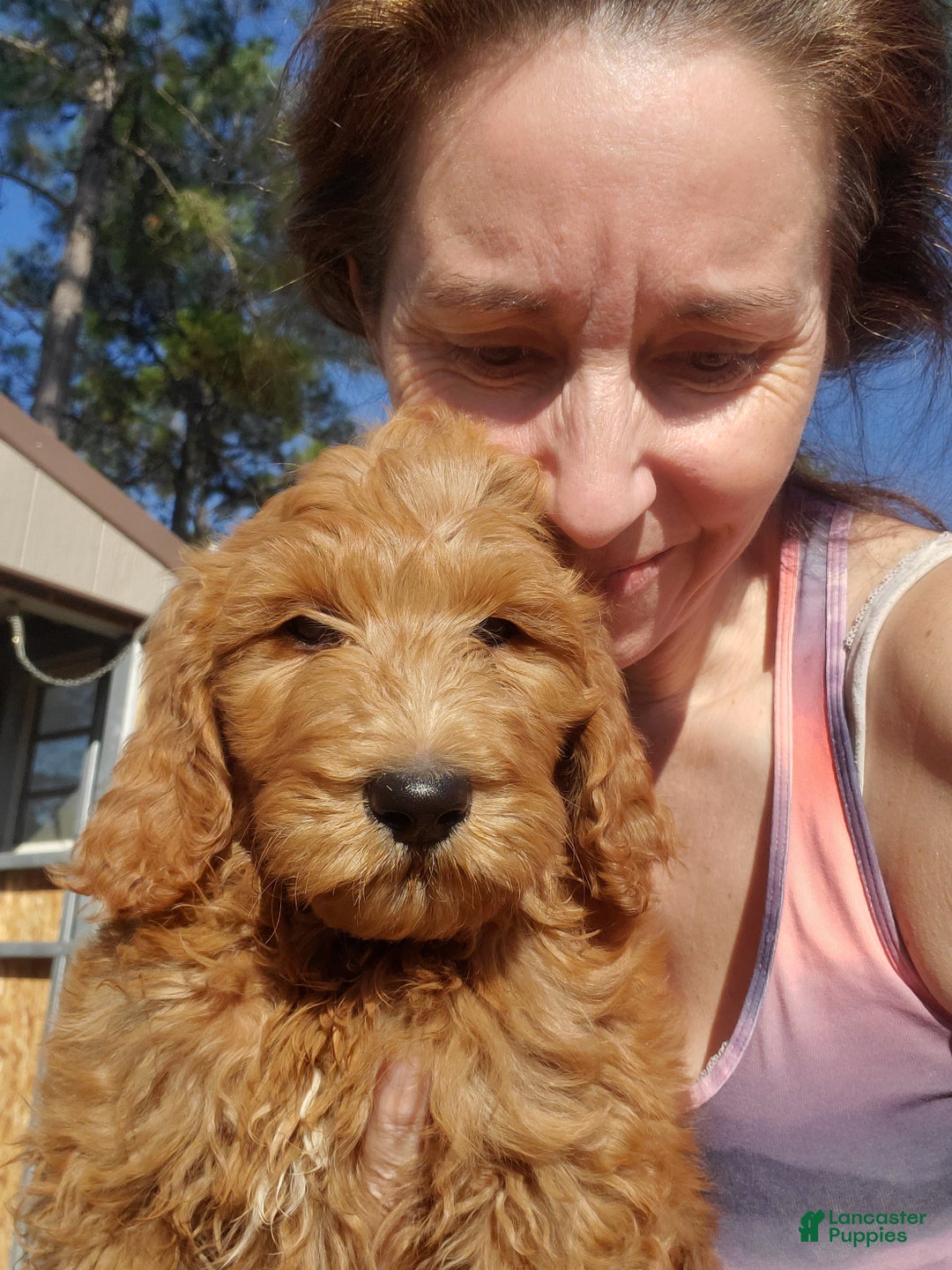 Goldendoodle dogs for sale: Finn - Ad 2