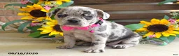 Frug dogs for sale: Jenna - Ad 1